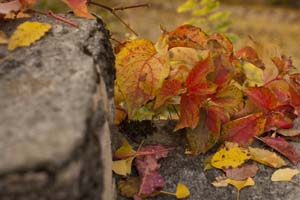 Couleurs d'automne