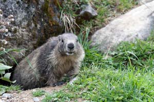 Les marmottes