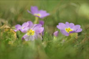 Le printemps